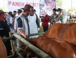 Pemprov Jateng Vaksinasi PMK Sejuta Hewan Ternak untuk Genjot Produksi Daging